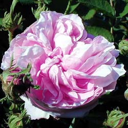 rosa x centifolia major